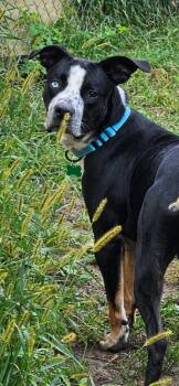 Finnegan -  Pit Bull Terrier and Mixed Breed Dog for Adoption in West Peoria, Illinois - Finnegan | PetCurious