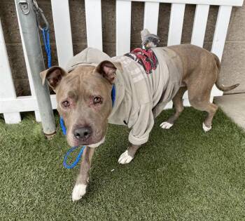 Pit Bull Terrier Dogs Available for Adoption - ZEUS GALIOTH | PetCurious