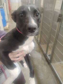 Rescue Mixed Breed Dogs for Adoption in Lake City, Arkansas - Sharon | PetCurious