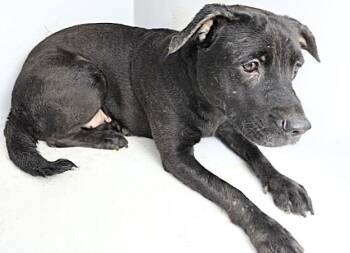 Labrador Retriever and Mixed Breed Dogs Available for Adoption in Houston, Texas - MOLLY | PetCurious