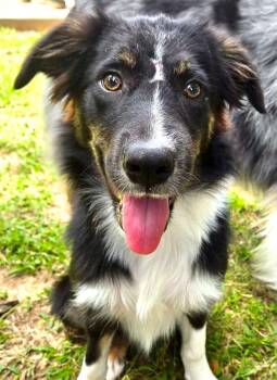 ARPH 14699 - Kale -  Australian Shepherd Dog for Adoption in North Richland Hills, Texas - ARPH 14699 - Kale | PetCurious