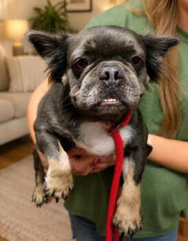 Heidi -  French Bulldog Dog for Adoption in Malvern, Pennsylvania - Heidi | PetCurious