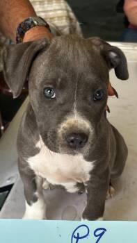 Pit Bull Terrier Dogs Available for Adoption in Boone, Colorado - Rosa | PetCurious