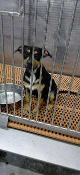 Mixed Breed Dogs Available for Adoption in Henderson, North Carolina - Chuck | PetCurious