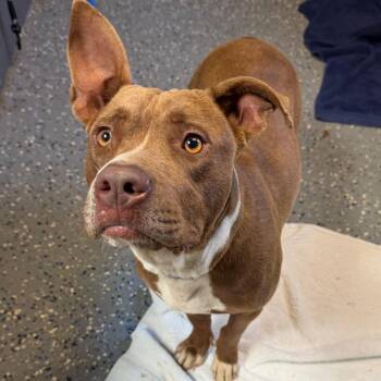 TUSC-Stray-85428 -  Pit Bull Terrier and Mixed Breed Dog for Adoption in Tuscaloosa, Alabama - TUSC-Stray-85428 | PetCurious