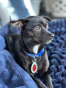Chihuahua Dogs Available for Adoption - Dixie (6 Pounds) | PetCurious