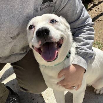 Mixed Breed Dogs Available for Adoption in Bowdoin, Maine - Honey | PetCurious