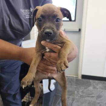 Reyna -  Terrier Dog for Adoption in Tampa, Florida - Reyna | PetCurious