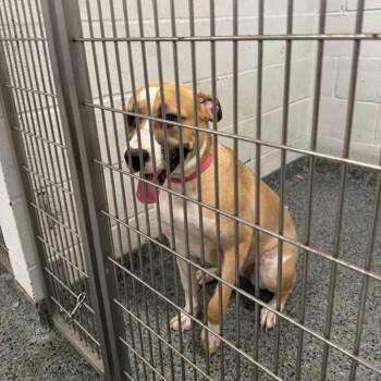 JAS-Stray-10123 -  Mixed Breed Dog for Adoption in Jeffersonville, Indiana - JAS-Stray-10123 | PetCurious