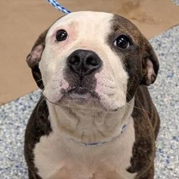 Anita -  Mixed Breed Dog for Adoption in Greenville, South Carolina - Anita | PetCurious