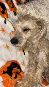 Junior Schnauzer -  Schnauzer and Maltese Dog for Adoption in Valrico, Florida - Junior Schnauzer | PetCurious