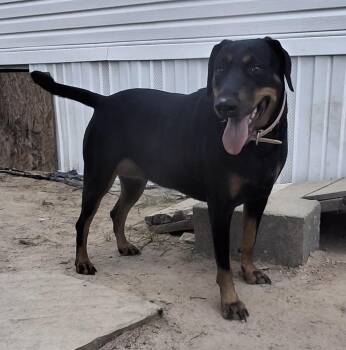 Rescue Doberman Pinscher Dogs for Adoption in Spring, Texas - BABY | PetCurious