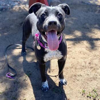 Pit Bull Terrier and Australian Cattle Dog Blue Heeler Dogs Available for Adoption - RORY | PetCurious