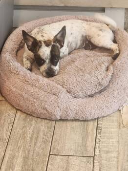French Bulldog and Jack Russell Terrier Dogs Available for Adoption in Fort Lauderdale, Florida - Nana | PetCurious