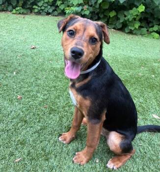 Australian Cattle Dog Blue Heeler and Beagle Dogs Available for Adoption in Sedalia, Colorado - Catalina | PetCurious