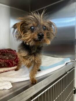 Paco -  Yorkshire Terrier and Mixed Breed Dog for Adoption in Roseville, California - Paco | PetCurious