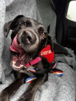 Ruby Dee -  Labrador Retriever and Mixed Breed Dog for Adoption in Morristown, New Jersey - Ruby Dee | PetCurious