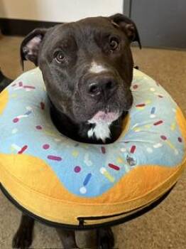 Stoppard -  Pit Bull Terrier Dog for Adoption in Cleveland, Ohio - Stoppard | PetCurious