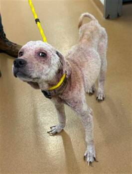 SPRITE -  Labrador Retriever Dog for Adoption in St. Peters, Missouri - SPRITE | PetCurious