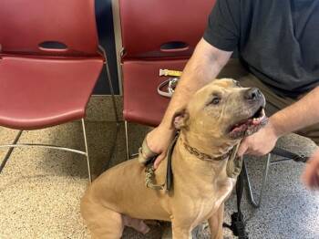 RAMBO -  Mastiff Dog for Adoption in Doral, Florida - RAMBO | PetCurious