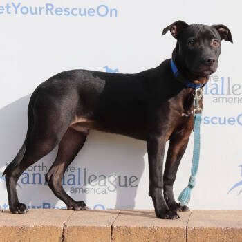 Rescue Mixed Breed Dogs for Adoption in Port Washington, New York - Chris | PetCurious