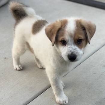 Balto -  Siberian Husky and Cattle Dog Dog for Adoption in Oceanside, California - Balto | PetCurious