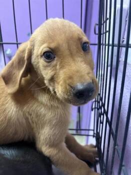 61396518 -  Labrador Retriever and Mixed Breed Dog for Adoption in El Paso, Texas - 61396518 | PetCurious