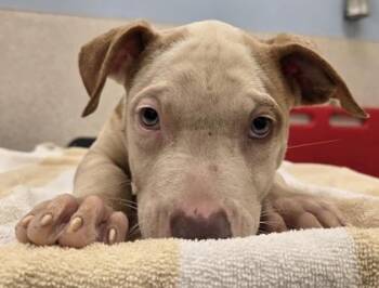 Rhaenyra -  Mixed Breed Dog for Adoption in Honolulu, Hawaii - Rhaenyra | PetCurious