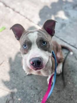 Jonuel -  Mixed Breed Dog for Adoption in Cincinnati, Ohio - Jonuel | PetCurious