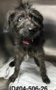 Terrier and Mixed Breed Dogs Available for Adoption in Largo, Florida - Raine | PetCurious
