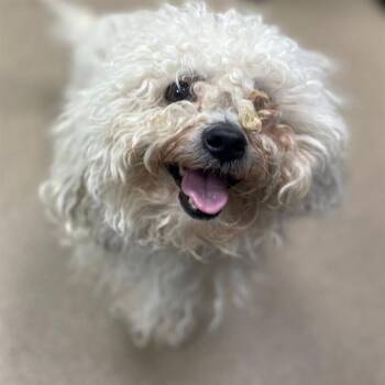 Rescue Poodle Dogs for Adoption in Aurora, Colorado - OUIJA | PetCurious
