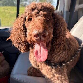 Millie ( aka Moo Moo) -  Standard Poodle Dog for Adoption in Lee