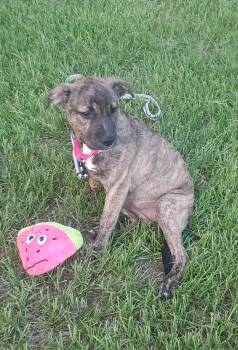Rescue Australian Cattle Dog Blue Heeler Dogs for Adoption in Kempner, Texas - Sage | PetCurious