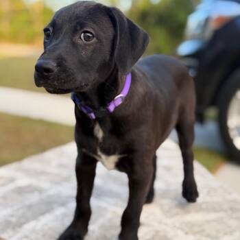 Beaujolais -  Spaniel and Labrador Retriever Dog for Adoption in Baton Rouge, Louisiana - Beaujolais | PetCurious