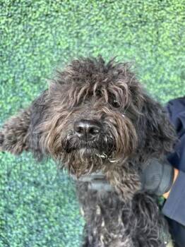 61586078 -  Miniature Poodle and Terrier Dog for Adoption in El Paso, Texas - 61586078 | PetCurious