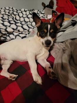 Rescue Jack Russell Terrier Dogs for Adoption in Lacey Township, New Jersey - Chevy Chase | PetCurious
