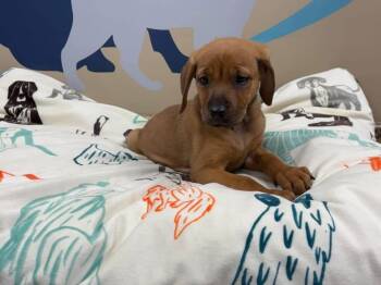 Prue -  Hound and Labrador Retriever Dog for Adoption in Richmond, Virginia - Prue | PetCurious