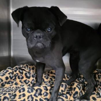 Pug Dogs Available for Adoption in Fort Collins, Colorado - Tips | PetCurious