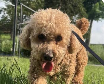Ruri -  Miniature Poodle Dog for Adoption in San Ramon, California - Ruri | PetCurious
