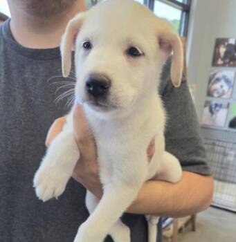 Deslauriers / Junior -  Labrador Retriever and Mixed Breed Dog for Adoption in Broomfield, Colorado - Deslauriers / Junior | PetCurious