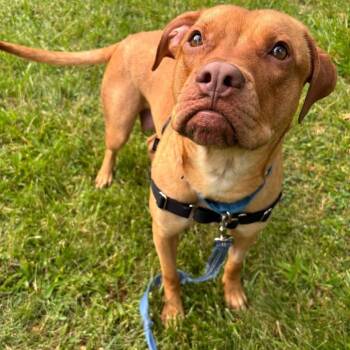 Linda -  Mixed Breed Dog for Adoption in Pittsburgh, Pennsylvania - Linda | PetCurious