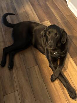 Labrador Retriever Dogs Available for Adoption - Turks | PetCurious