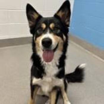 Siberian Husky Dogs Available for Adoption in Hilliard, Ohio - Panda | PetCurious