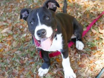 Labrador Retriever and Mixed Breed Dogs Available for Adoption in Tallahassee, Florida - FARMER | PetCurious