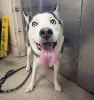 TANNER -  Siberian Husky Dog for Adoption in Riverside, California - TANNER | PetCurious