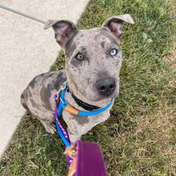 Hayday -  Pit Bull Terrier Dog for Adoption in Matteson, Illinois - Hayday | PetCurious