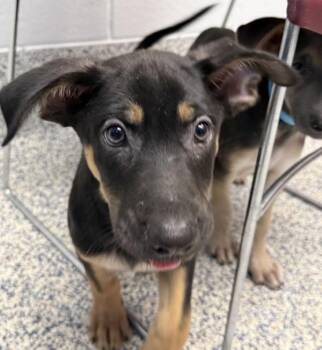Sprinkle -  Shepherd Dog for Adoption in Golden, Colorado - Sprinkle | PetCurious