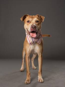 Cookie Monster -  Pit Bull Terrier and Mixed Breed Dog for Adoption in Atlanta, Georgia - Cookie Monster | PetCurious