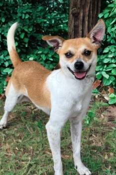 Coke -  Whippet and Rat Terrier Dog for Adoption in Dalton, Georgia - Coke | PetCurious
