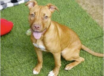 Samantha - 1 -  American Staffordshire Terrier and Mixed Breed Dog for Adoption in Daytona Beach, Florida - Samantha - 1 | PetCurious